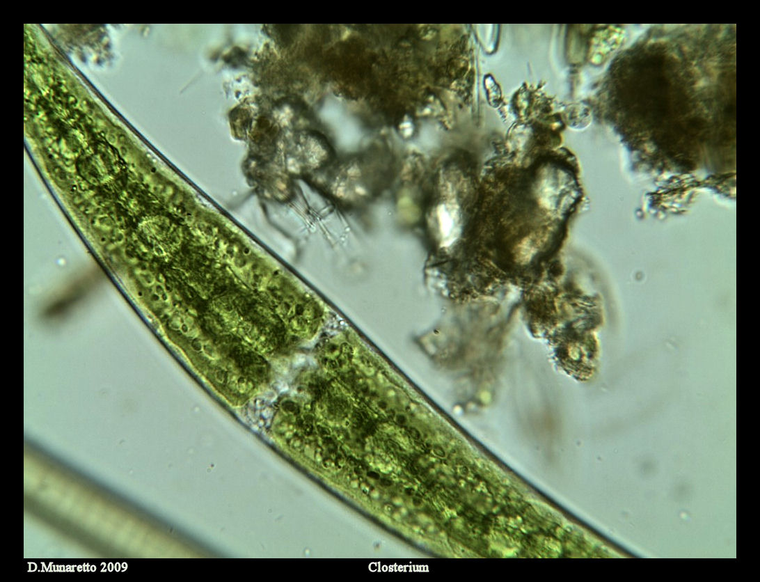 Closterium da identificare